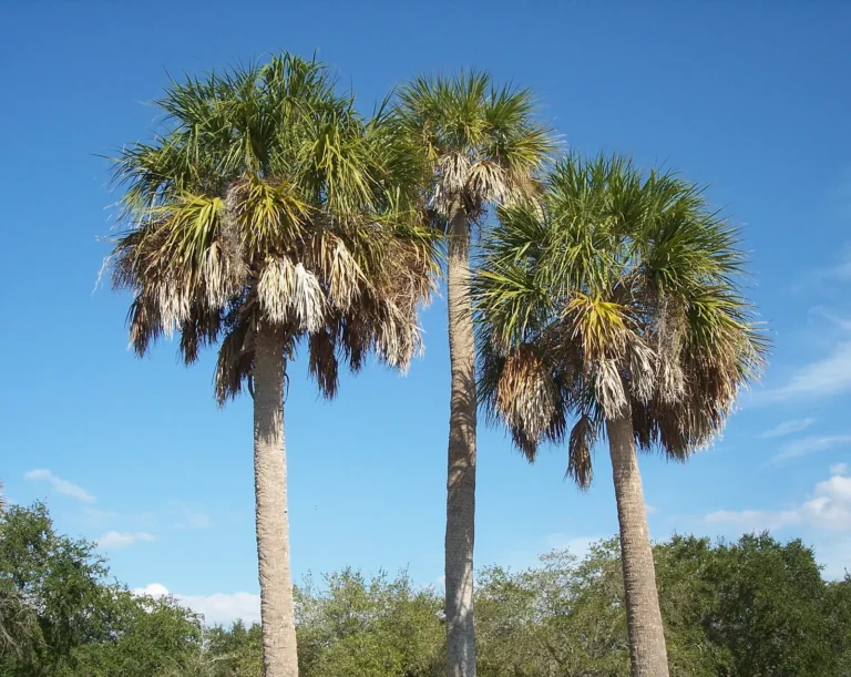 Public Adjusters in West Melbourne, FL | Noble PA Group